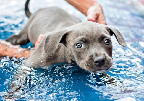Jacksonville senior dog rescue plans hydrotherapy pool to