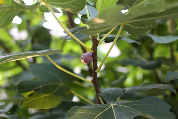 fig tree figs sept