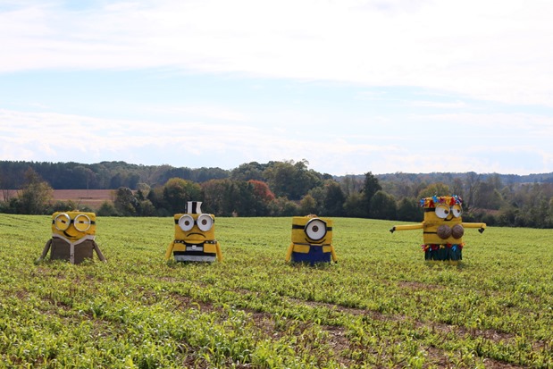 Minion Hay