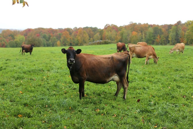 Organic Dairy Cow