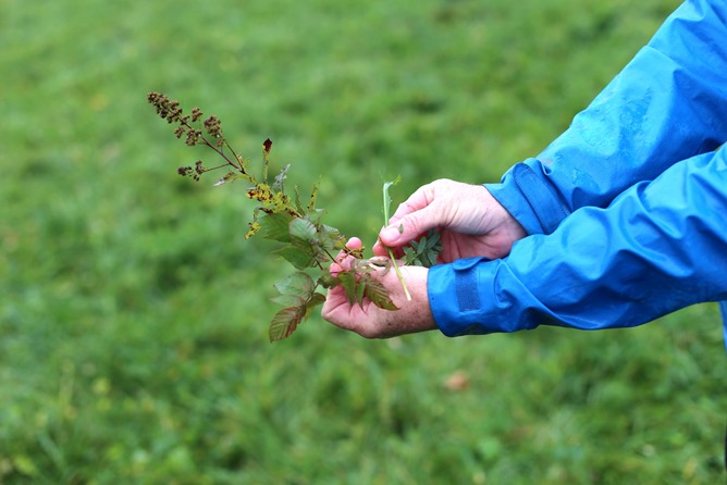 healthy plants cow pasture