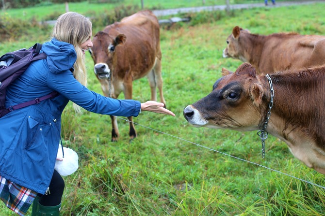 stonyfield dairy cows