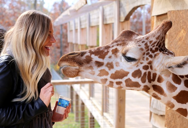 giraffe feeding