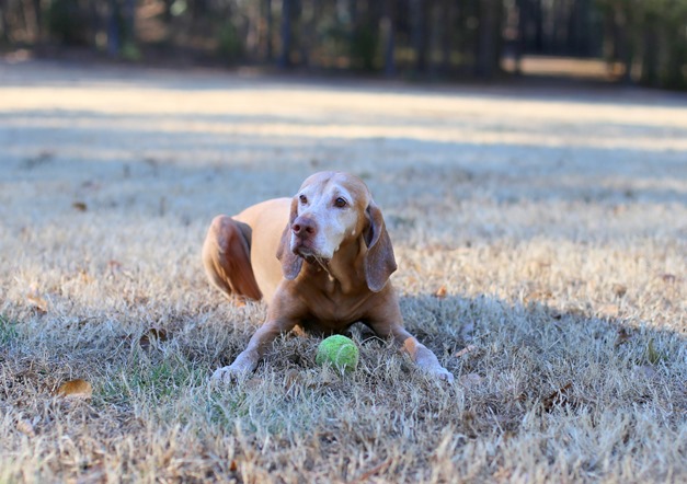 Sadie 10 years old