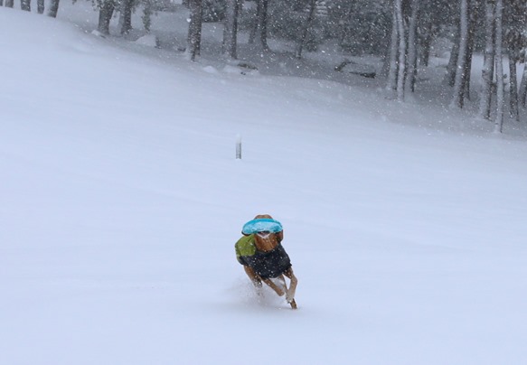 vizsla snow