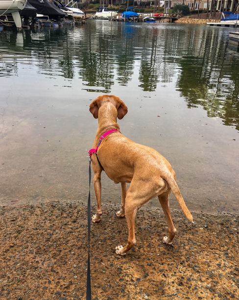 vizsla water dog