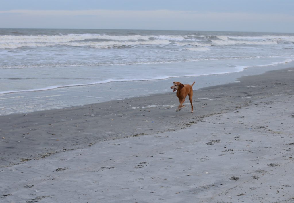 vizsla beach