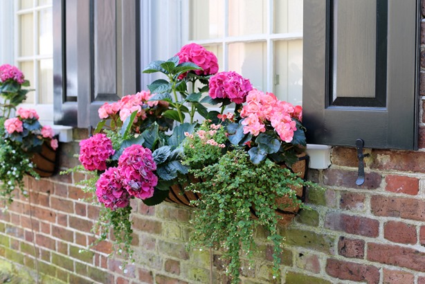 Charleston Window Box Flowers