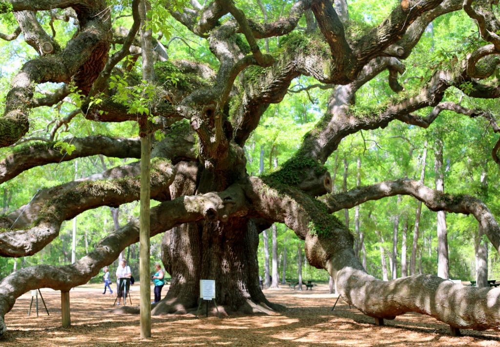 Angel Oak Tree