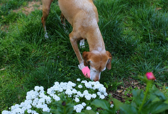 sadie boot