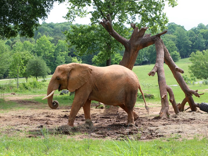 North Carolina Zoo