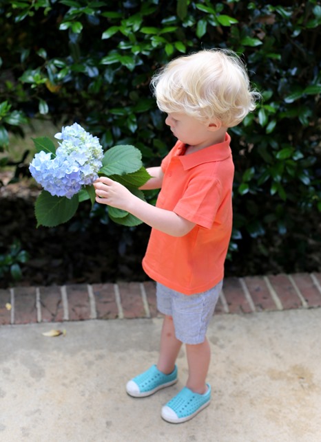 hydrangeas