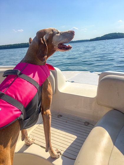 lake norman dog