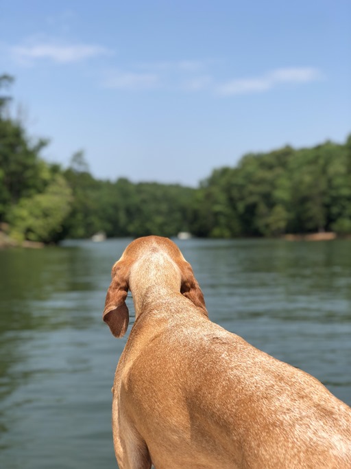 lake norman dog