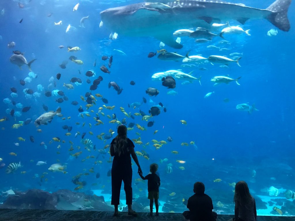 Georgia Aquarium Whale Sharks