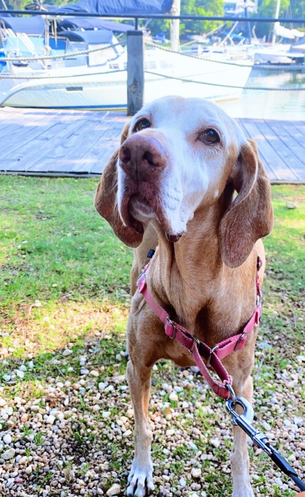 sadie vizsla 12 years old