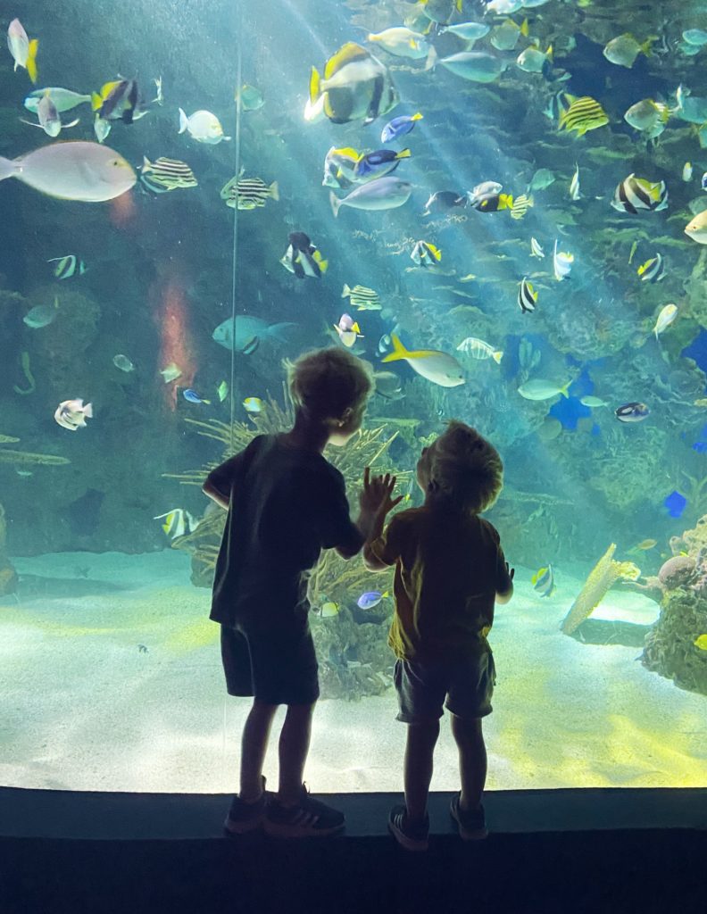 Chase Ryder Ripley's Aquarium