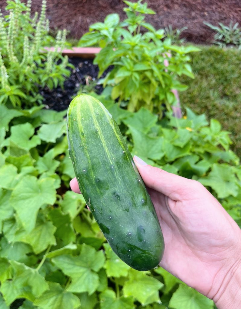 cucumbers