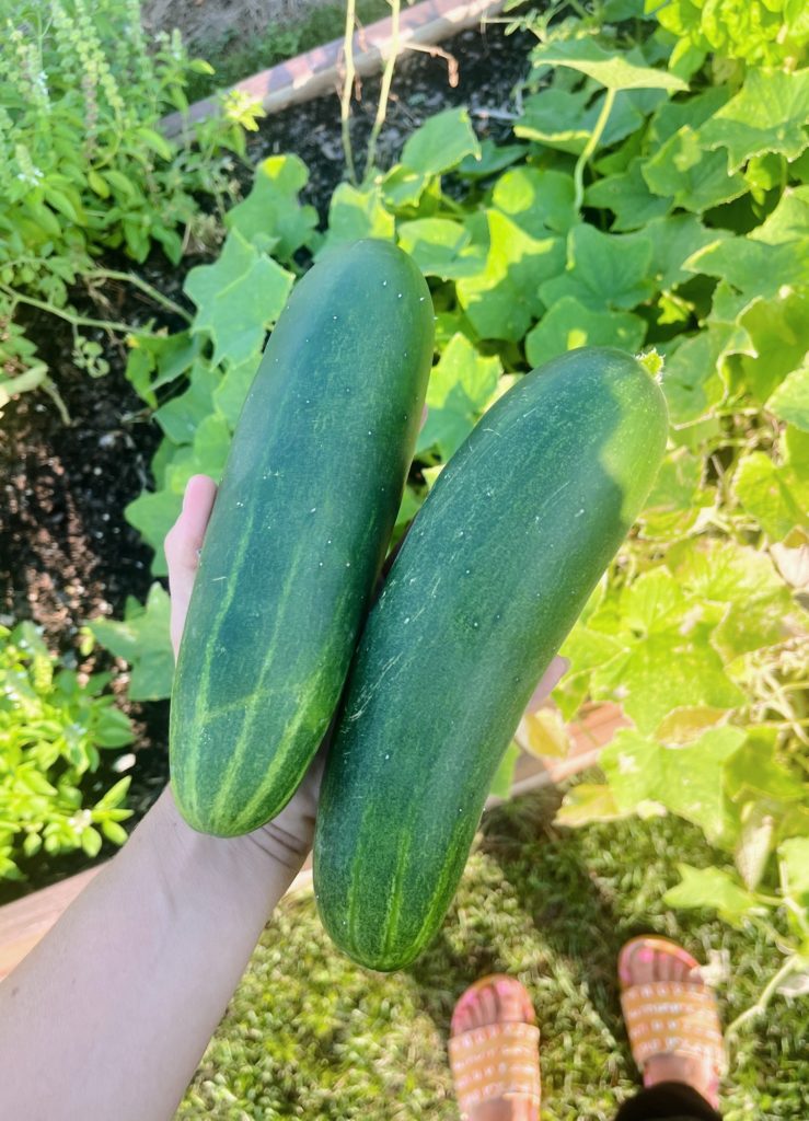 cucumbers