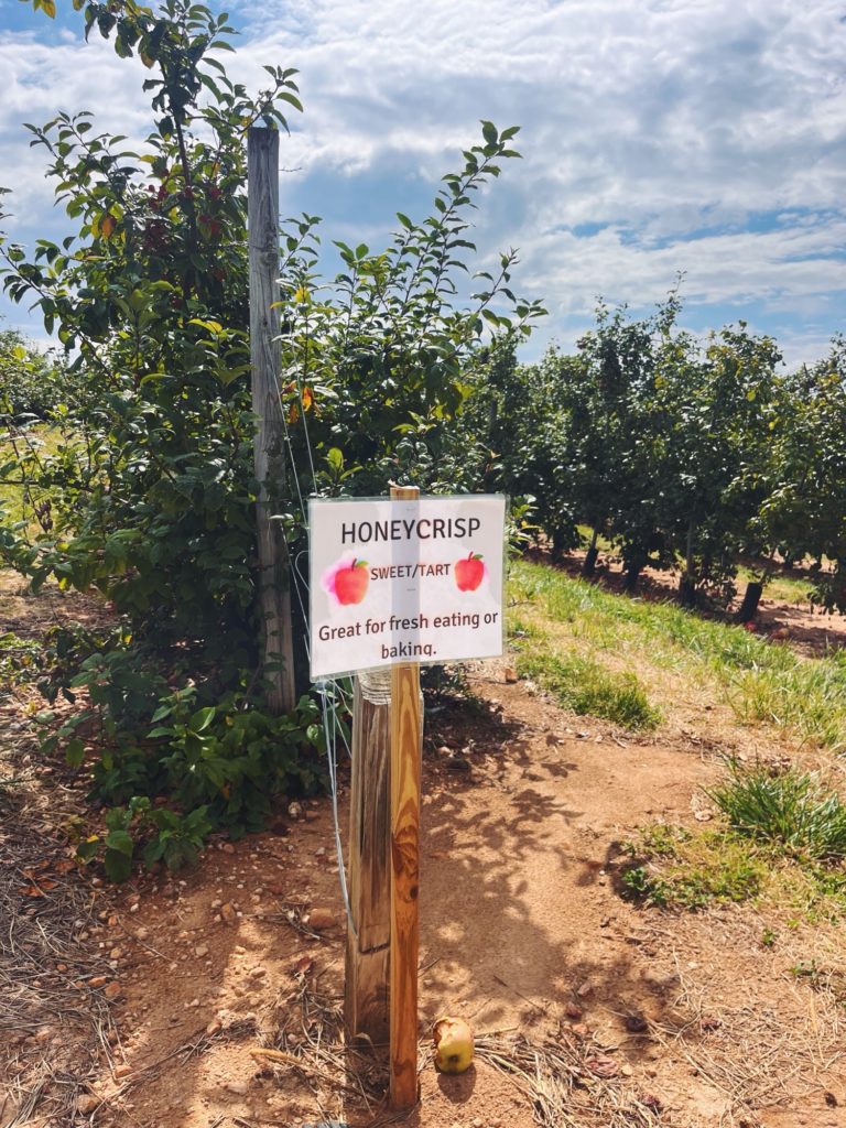 honeycrisp apples perry lowe