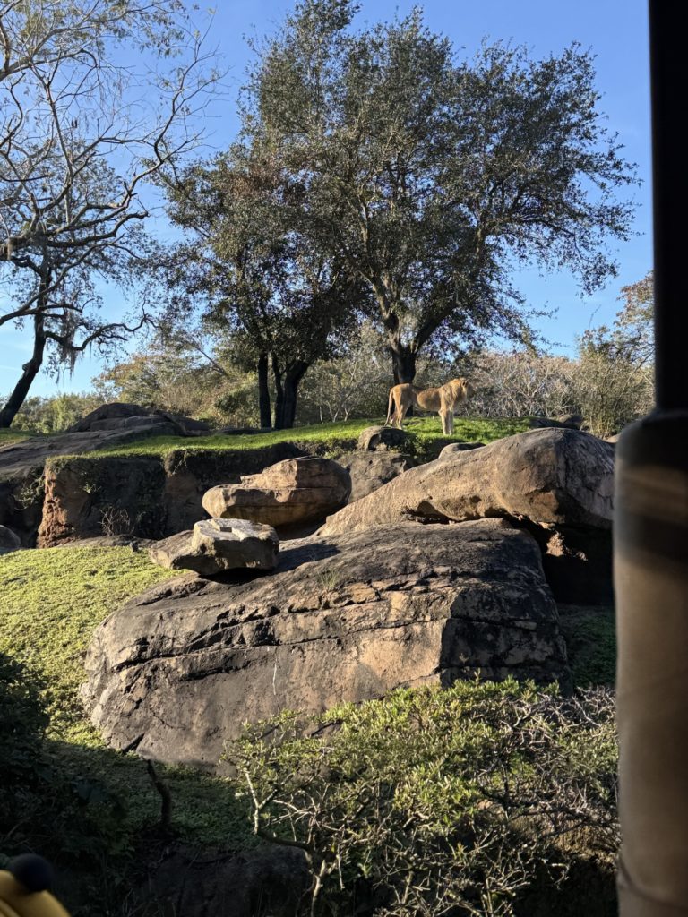 animal kingdom safari ride